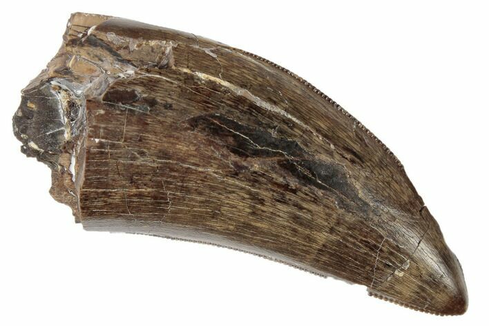 Serrated Tyrannosaur Tooth - Judith River Formation #189875